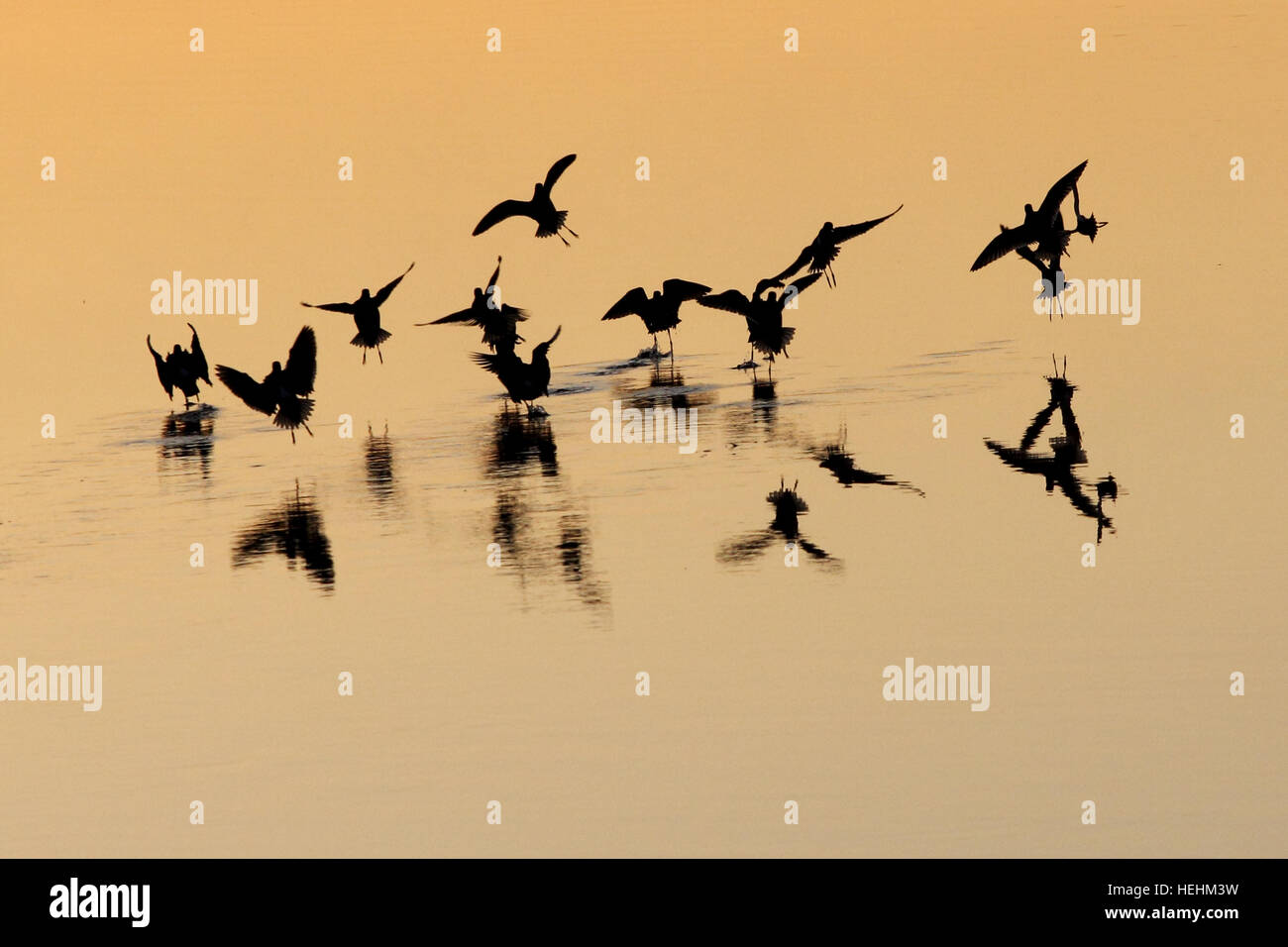 Strandläufer Tanz auf dem Wasser in der goldenen Sonne der Abend Stockfoto