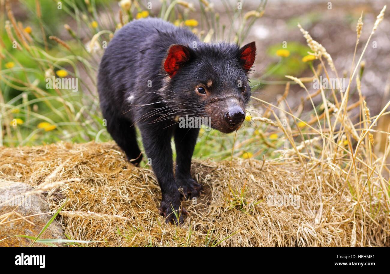 Taz das vom Tasmanischen Teufel geschützte Tier Nahaufnahme Portrait wartet auf Fütterungszeit im Wildlife Sanctuary nahe Hobart, Australien Stockfoto