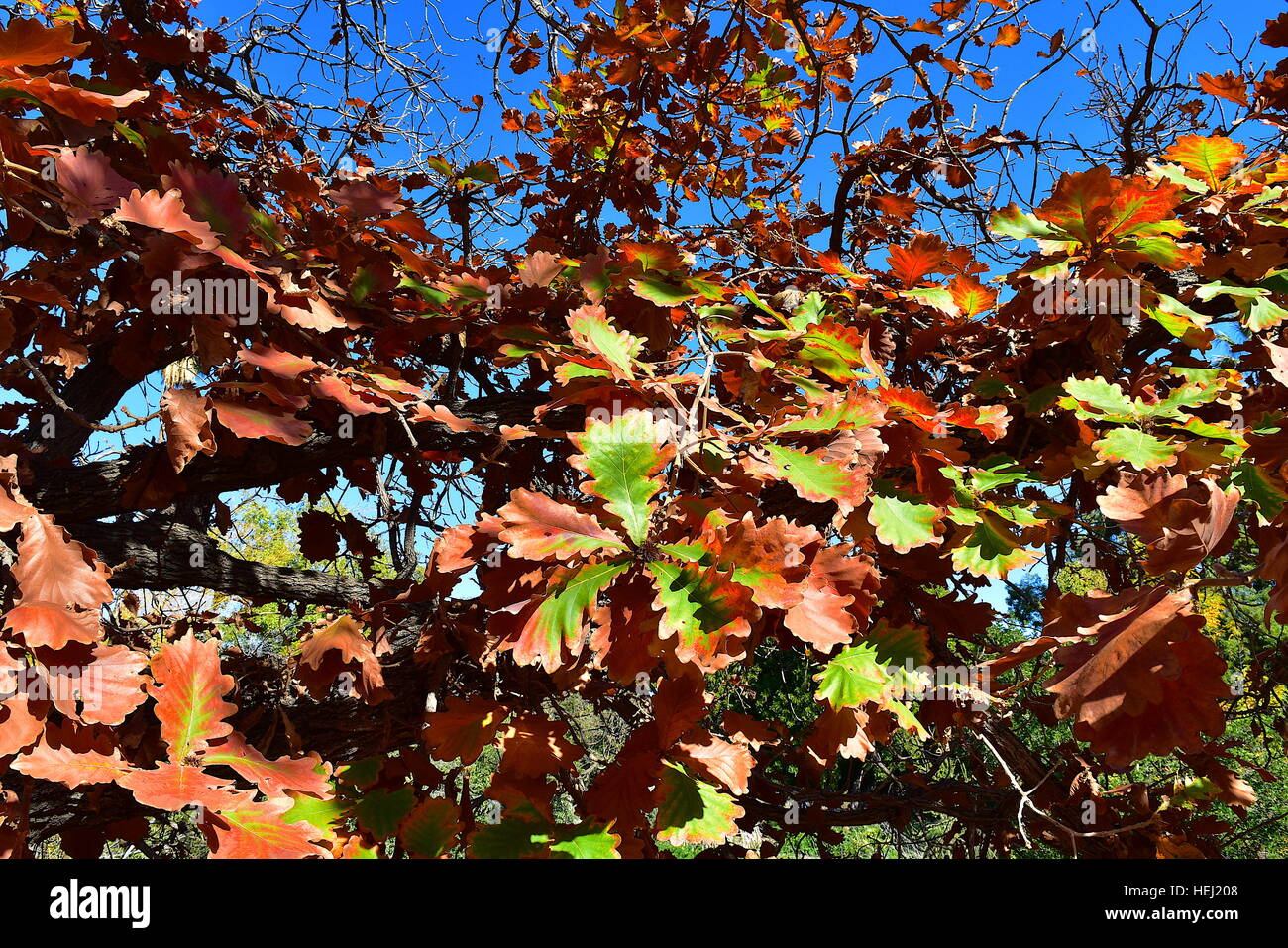 Daimyo Eichenlaub Farbwechsel im Herbst Los Winkel County Arboretum und Botanischer Garten Stockfoto