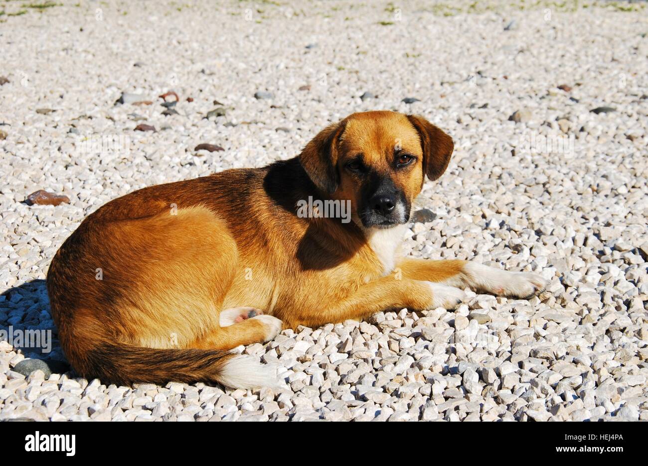 Sonnenbad: Gelbe Hund am Strand Stockfoto