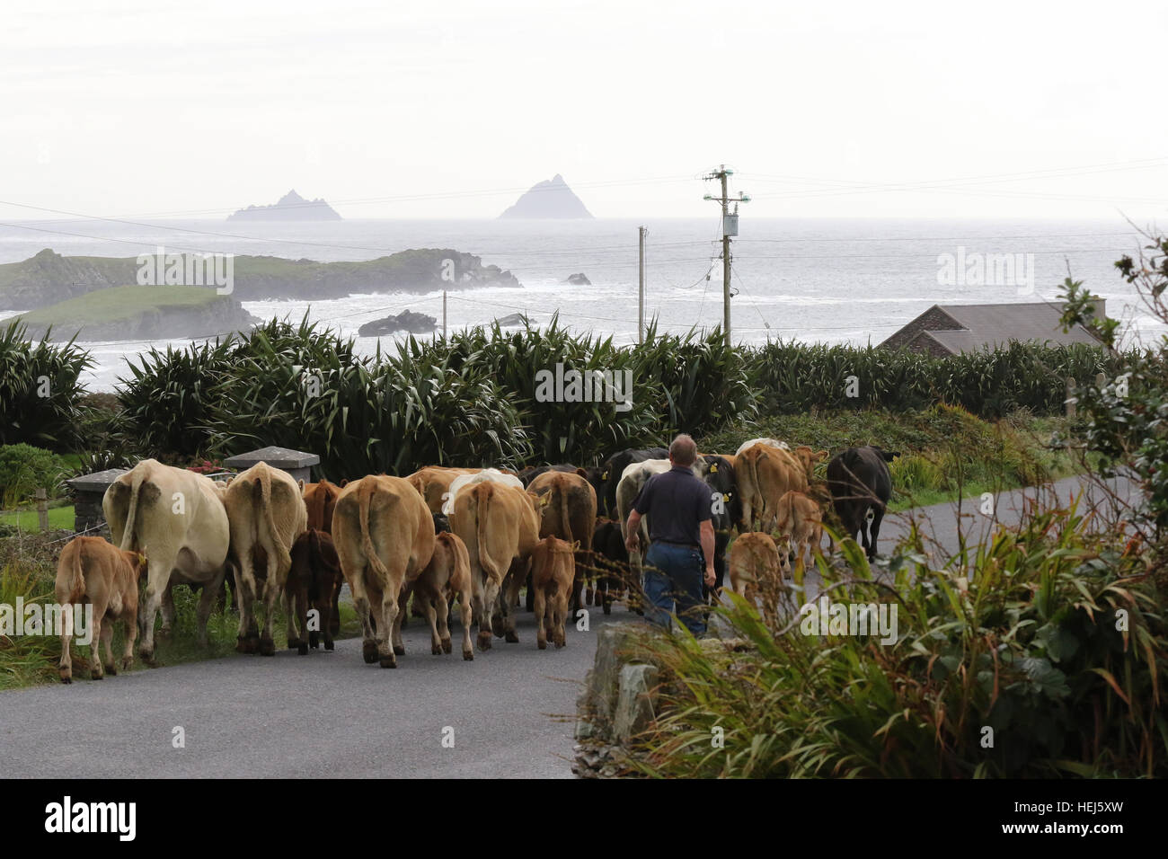 Kühe auf Valentia Island in County Kerry mit The Skellig am Horizont entlang einer Straße getrieben wird. Stockfoto