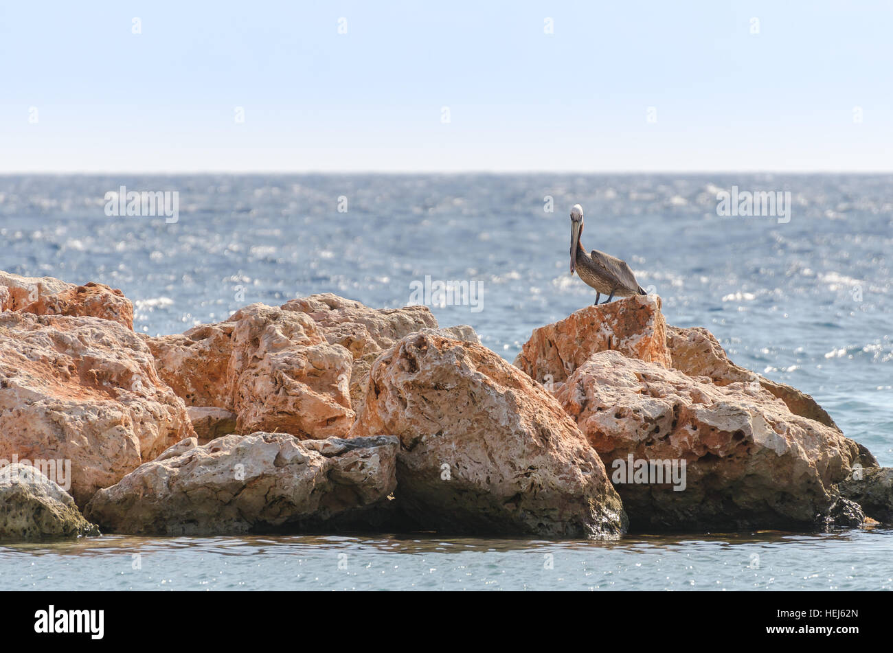 Pelikan auf einem Felsen in der Karibik. Meer von Curacao als Hintergrund Stockfoto