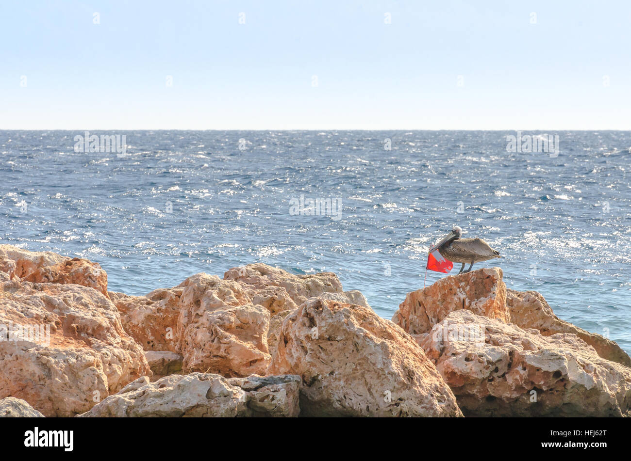 Pelikan auf einem Felsen in der Karibik. Meer von Curacao als Hintergrund Stockfoto