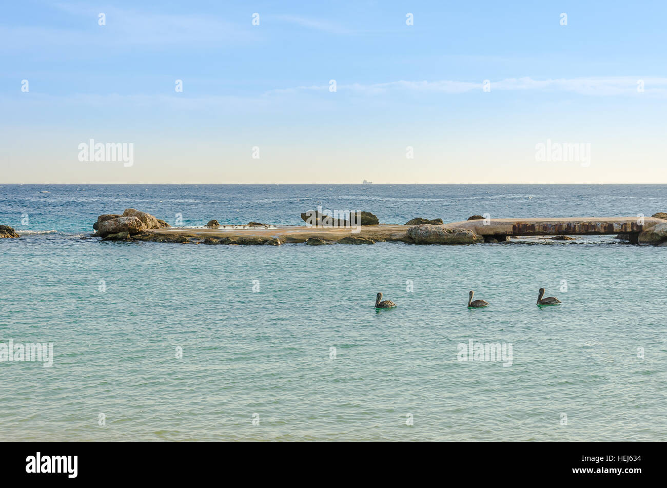 Pelikan-Familie in der Karibik schwimmen. Meer von Curacao als Hintergrund Stockfoto