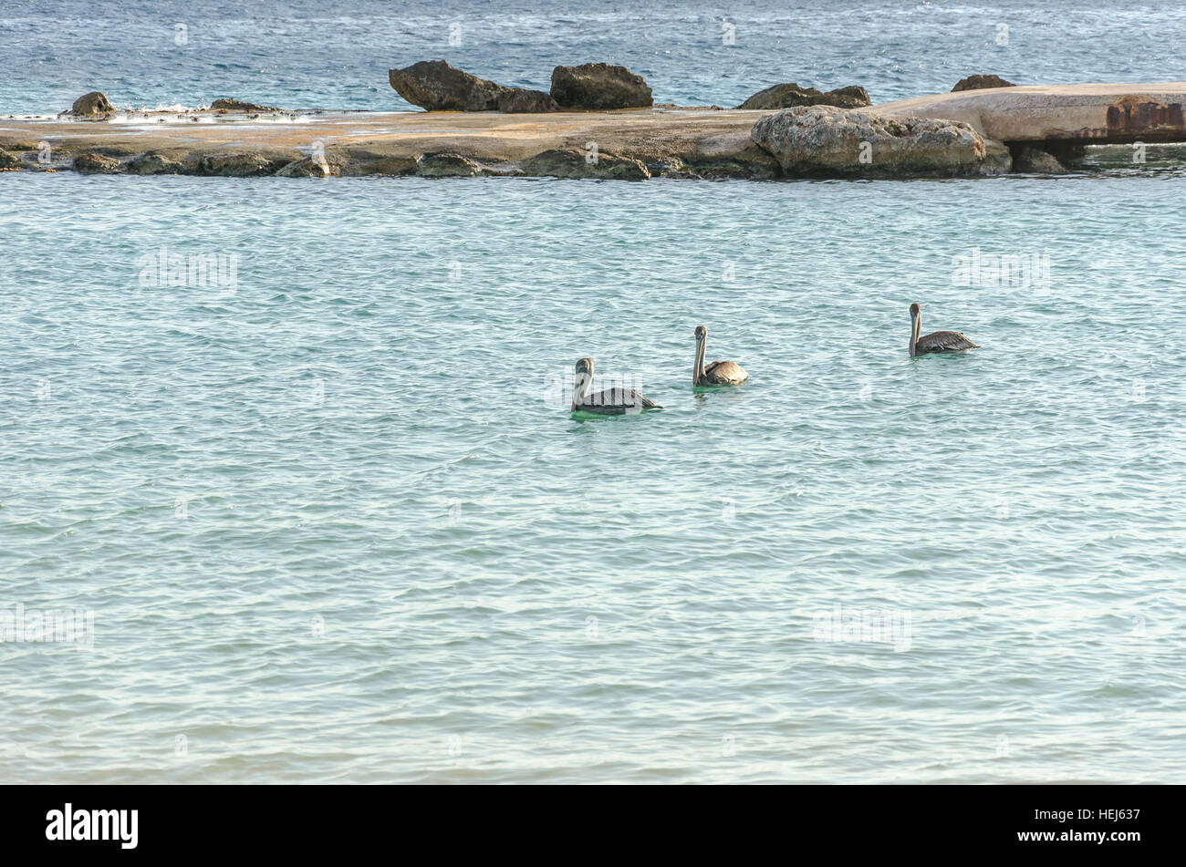 Pelikan-Familie in der Karibik schwimmen. Meer von Curacao als Hintergrund Stockfoto