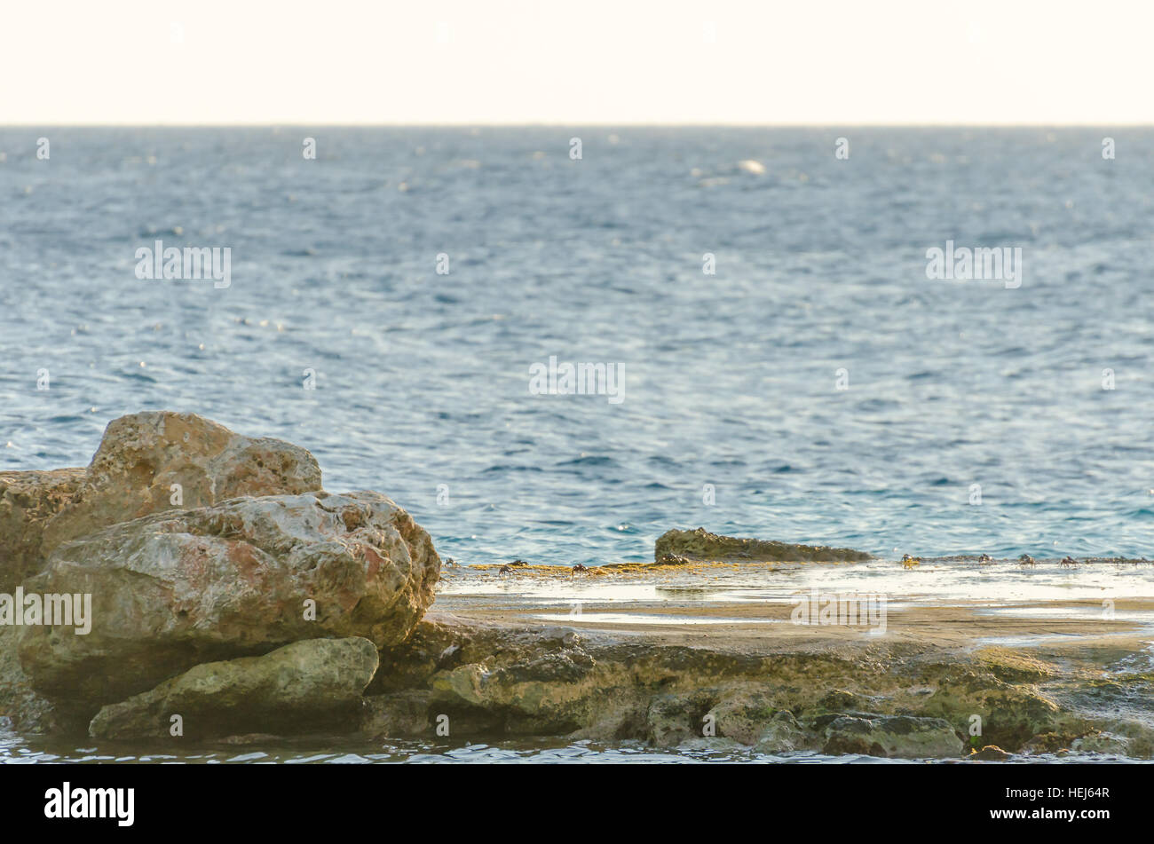 Viele Krabben über einen Felsen in einem Curacao Strand, Karibik. Stockfoto