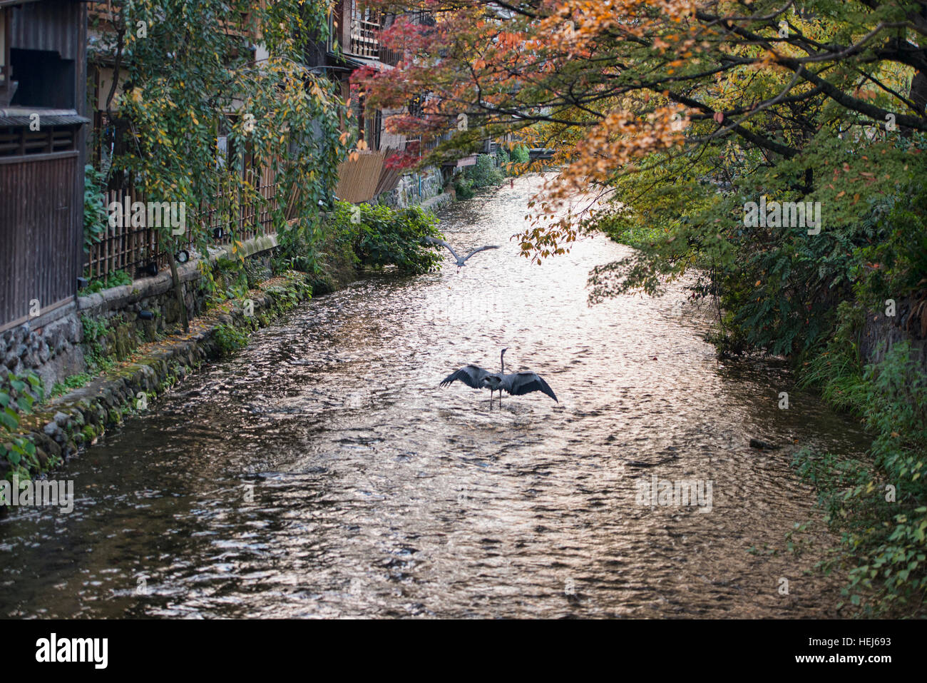 Kraniche fliegen entlang des Kanals Shirakawa in Shimbashi, Gion, Kyoto, Japan Stockfoto