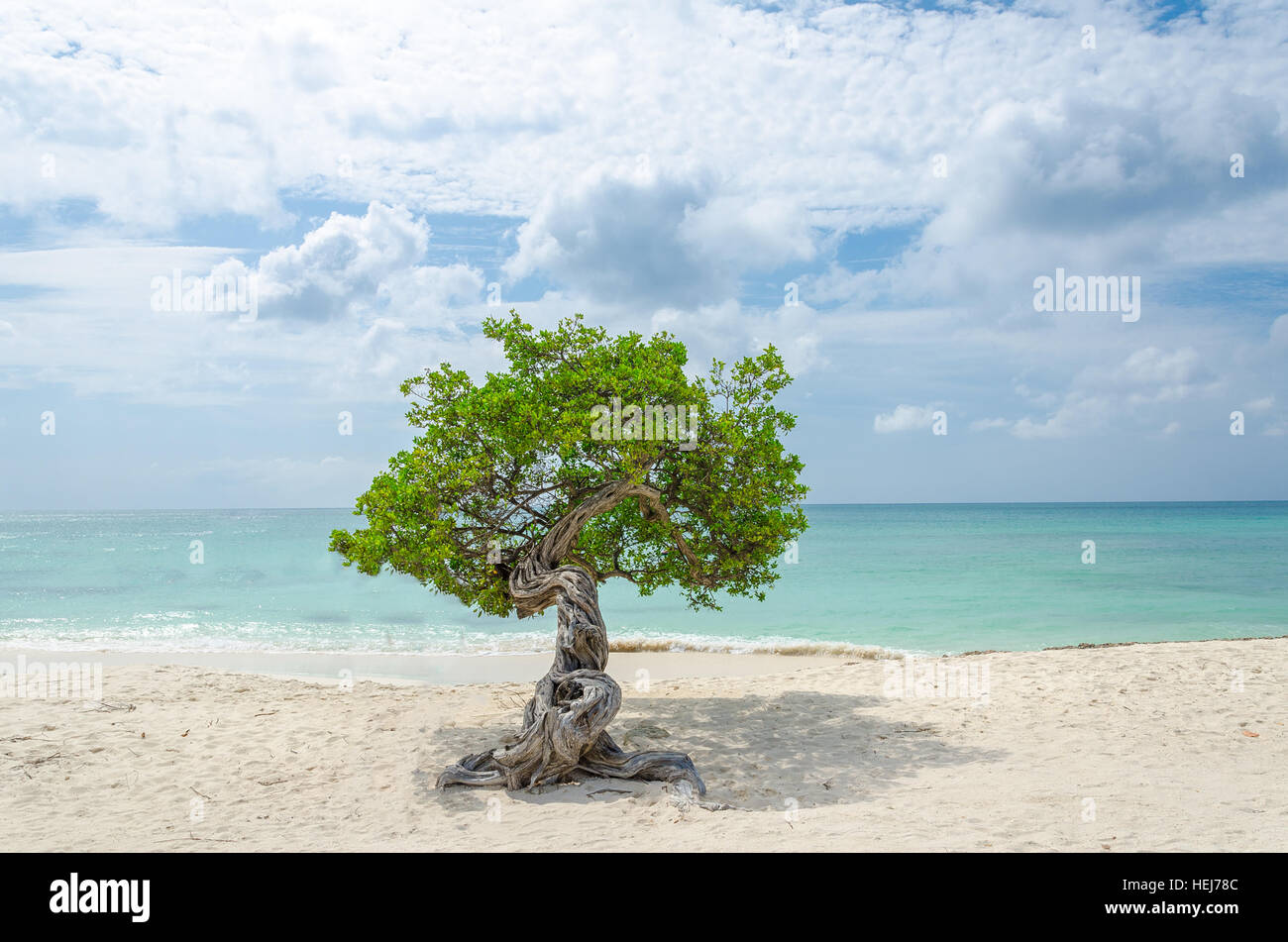 Die berühmten Divi Divi Baum das Arubas natürliche Kompass zeigt immer in südwestlicher Richtung durch die Passatwinde wehen über die i Stockfoto