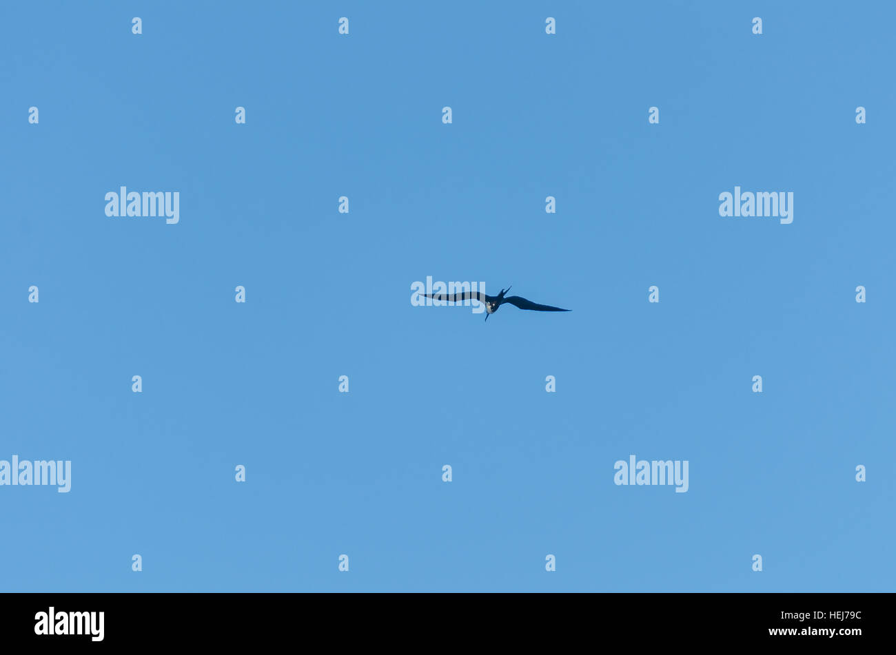 Vogel fliegt über Arubas Strand in der Karibik-Mittelamerika Stockfoto