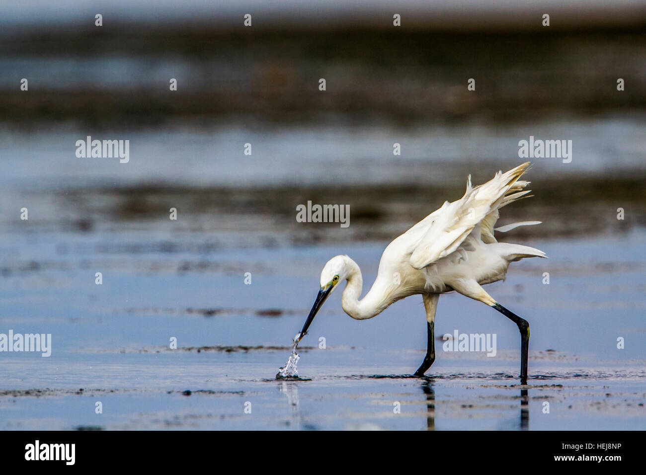 Silberreiher Kalpitiya Lagune, Sri Lanka; Specie Egretta Garzetta Familie Ardeidae Stockfoto