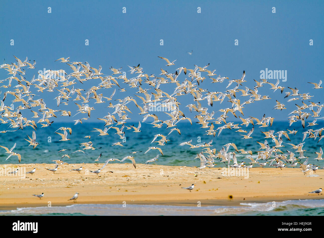 Zwergseeschwalbe in Kalpitiya Lagune, Sri Lanka; Specie Sterna Albifrons Familie Laridae Stockfoto