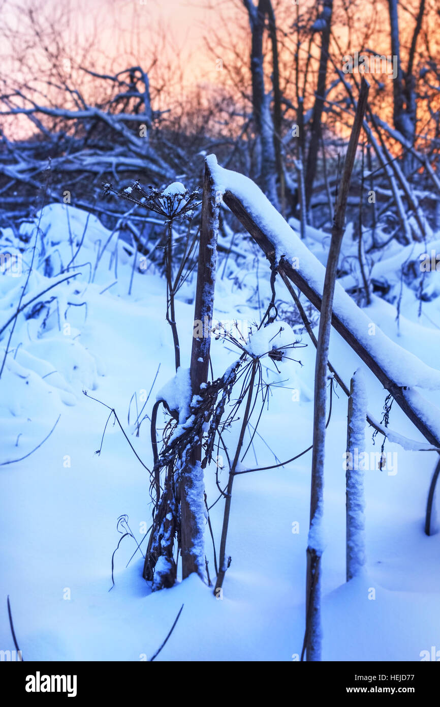 Schnee-Wald in der Dämmerung am Winterabend Stockfoto