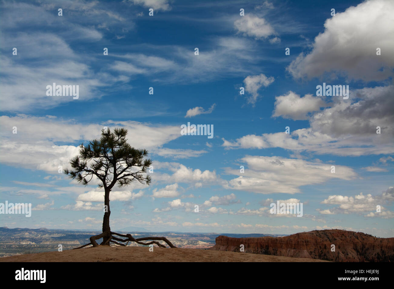 Vereinigte Staaten von Amerika, USA, Utah, UT, Scipio, Bryce Canyon National Park, Bryce Canyon, sole Baum Stockfoto