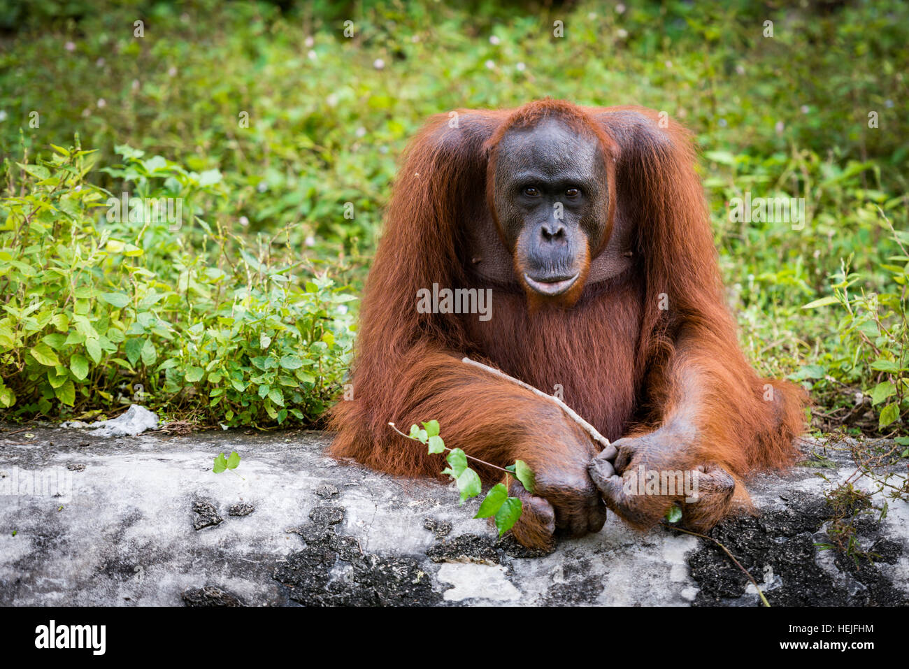 Orang-Utan asiatischen Arten der erhaltenen Menschenaffen Stockfoto