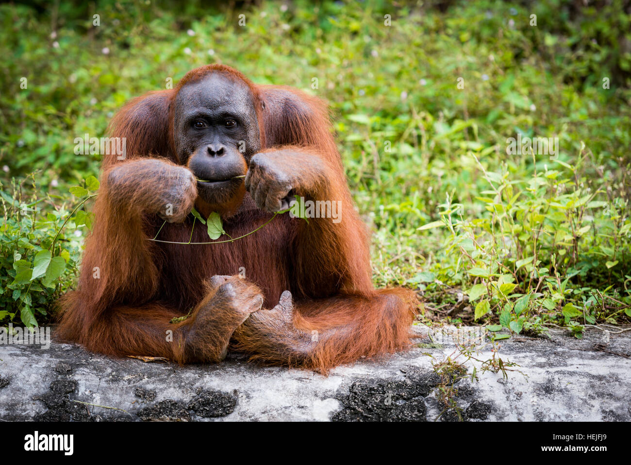 Orang-Utan asiatischen Arten der erhaltenen Menschenaffen Stockfoto