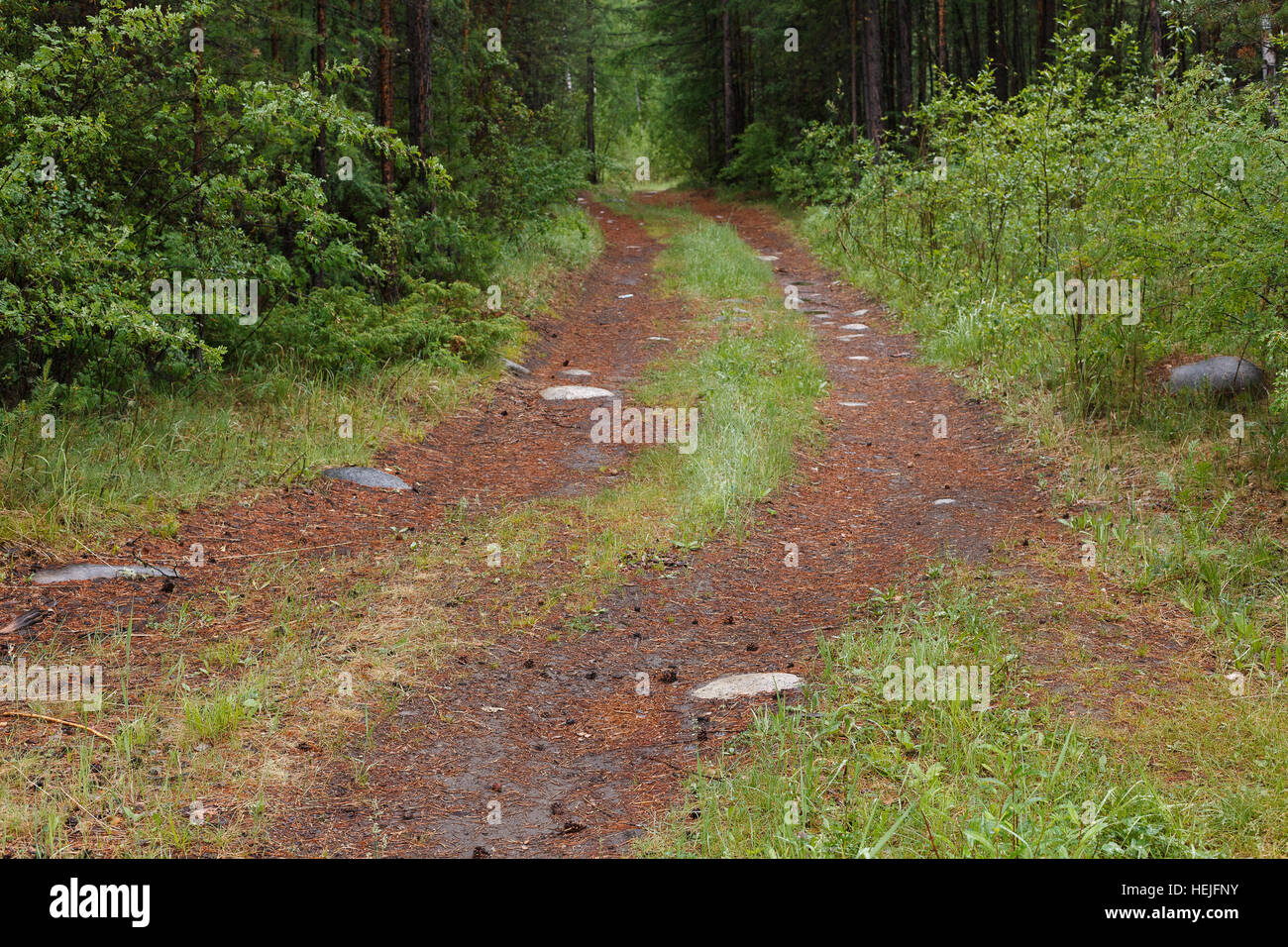 Verfolgen Sie durch Wald in Sibirien, Russland Stockfoto