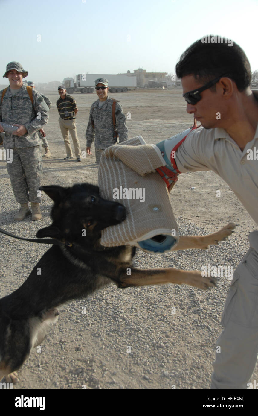 Eine irakische Polizisten nimmt einen Bissen auf eine schützende Hand Wrap von Rossi, ein militärischer Arbeitshund, während einer Trainingsmission auf Kontingenz Operating Base Adder, Dhi Qar, Irak, 24. September 2009. Die irakische Polizisten waren beobachtete Demonstrationen auf Sprengstoff Suche Techniken mit K-9s zur Verfügung gestellt von US-Soldaten und Matrosen. K-9 Demo 206629 Stockfoto