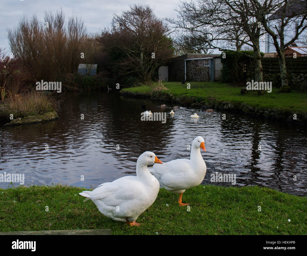 Polgigga, Cornwall, UK. 22. Dezember 2016. Dieser Wohnsitz Gänse auf dem kleinen Teich im Polgigga haben es geschafft, die Xmas-Tabelle für ein weiteres Jahr zu entkommen. Bildnachweis: Simon Maycock/Alamy Live-Nachrichten Stockfoto