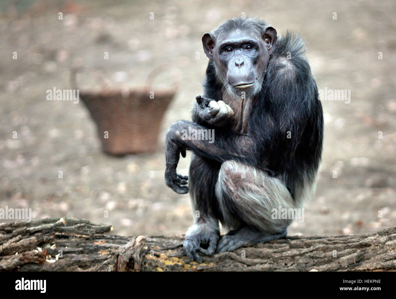 Pilsen, Tschechische Republik. 23. Dezember 2016. Gemeinsame Schimpansen in ihrem Freigehege in Pilsen Zoo, Tschechische Republik, am 23. Dezember 2016. © Miroslav Chaloupka/CTK Foto/Alamy Live-Nachrichten Stockfoto