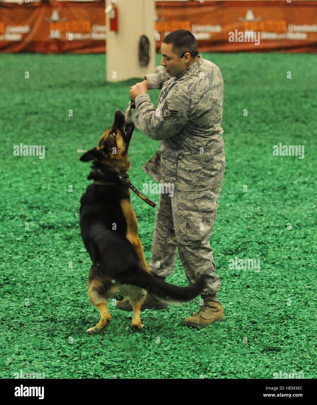 Militärischer Arbeitshund PerformanceHouston – Air Force Staff Sgt Jesus Gonzalez, ein militärischer Arbeitshund (MWD)-Handler mit der 902nd Sicherheitsgruppe "Kräfte", Randolph AFB und seine MWD, Goro, Praxis Biss Steuerungstechniken während einer MWD Demonstration der Reliant Park Main Arena bei der Houston Livestock Show und Rodeo, Februar 29.  Alle Service-Mitglieder in Uniform und ihre Familien erhielten freien Eintritt Reliant Park, Rodeo und Konzert im Rahmen des Armed Forces Appreciation Day.  (Foto: US-Armee Sgt. Quentin Johnson, 2/1 CAV) Streitkräfte in Houston Livestock geehrt zeigen; %%%%%%%%E2%%%%% Stockfoto