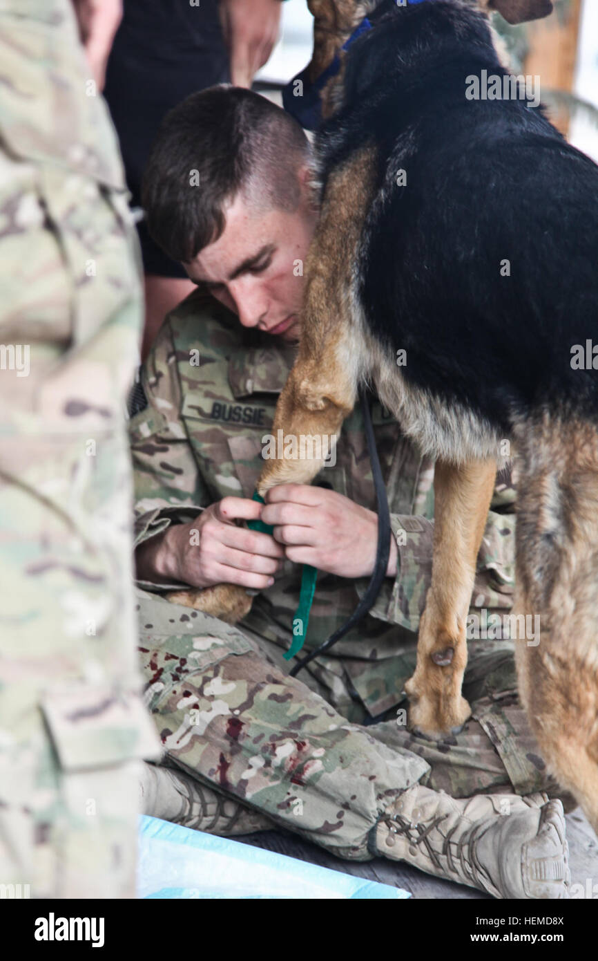 SPC. Uzziah Bussie, Bravo Company, 1. Bataillon, 327th Infanterie-Regiment zugewiesen wickelt das Bein von einem militärischen Gebrauchshund während Sanitäter Ausbildung bei nach vorn Operating Base Finley Shields, Provinz Nangarhar, Afghanistan, 11. Januar 2013. Der militärische Gebrauchshund Medic training wird gehalten, um Mediziner beibringen, wie man richtig behandeln militärischen Arbeitshunde im Feld. (US Armee-Foto von Spc. Ryan Hallgarth/freigegeben) Militärischer Arbeitshund Medic training 130111-A-BX842-027 Stockfoto