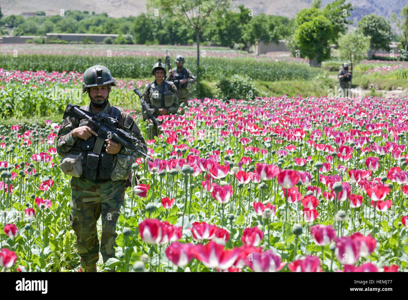 Afghan National Army Commandos mit 3. Firma, 1st Special Operations Kandak, Durchführung einer Patrouille durch ein Mohnfeld während einer Clearing-Operation in Khugyani Bezirk, Provinz Nangarhar, Afghanistan, 9. Mai 2013. Afghanische und Koalition Kräfte führte die Operation um Aufständische Netzwerke und afghanische Polizei unterstützen im Bereich. (US Armee-Foto von Staff Sgt Kaily Brown / veröffentlicht) Commando Patrol 130509-A-IS772-132 Stockfoto