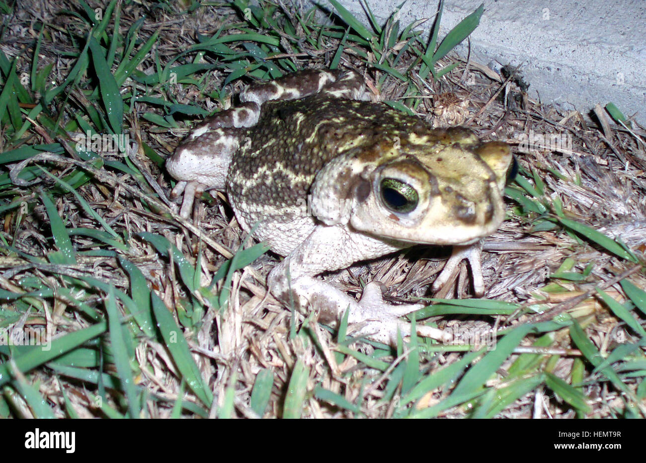 In der Guantanamo Bay Area wird eine kubanische Kröte beobachtet, die lokale Amphibientiere in der Region hervorhebt. Stockfoto