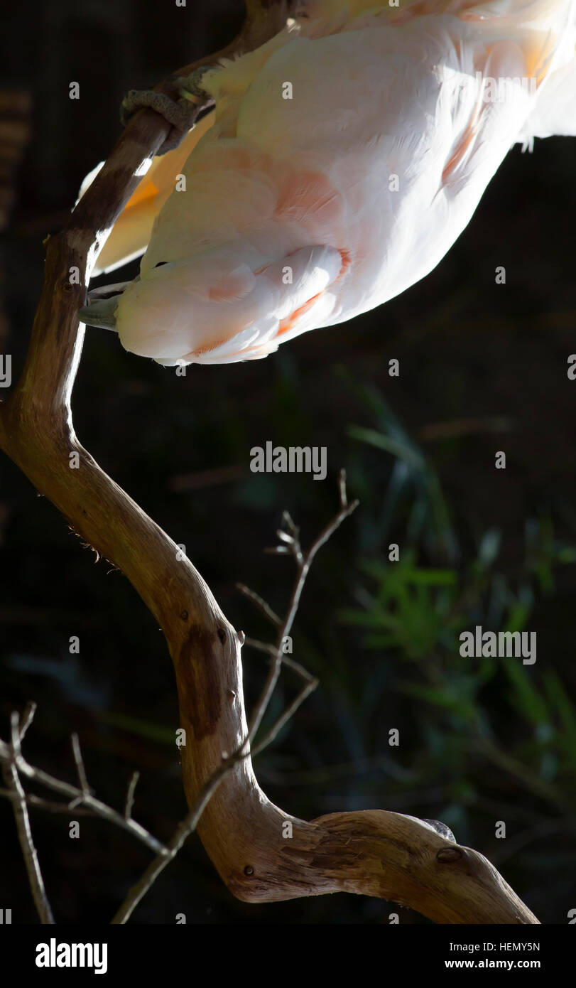 Lachs-crested Cockatoo Fütterung aus branch Stockfoto