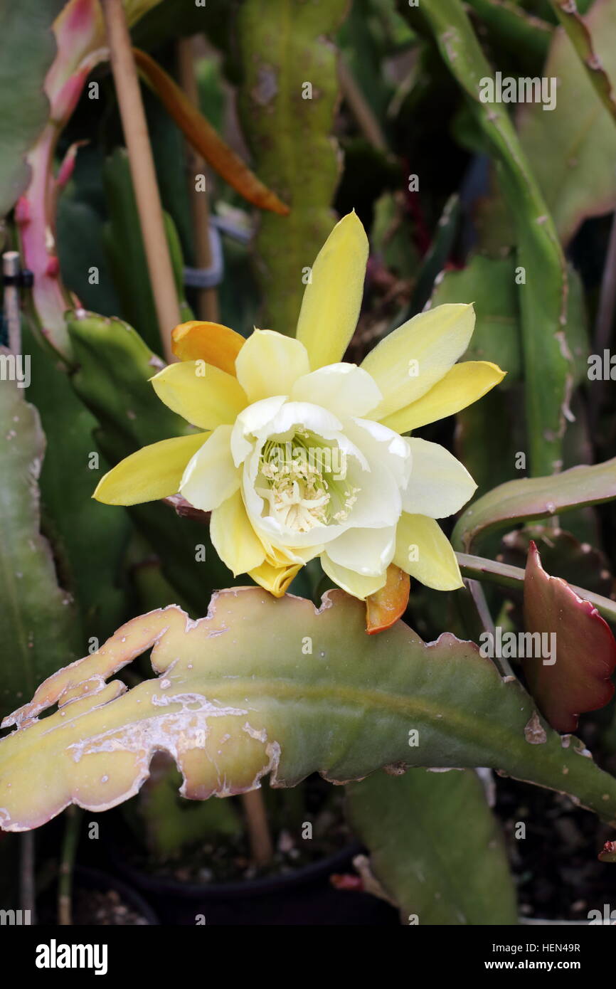 Schließen Sie herauf Bild Epiphyllum hybride weiß oder bekannt als Orchid Cactus, Epicactus "Weiße Pracht" Stockfoto