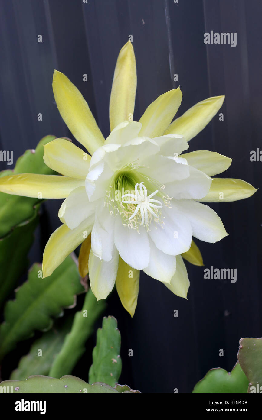 Schließen Sie herauf Bild Epiphyllum hybride weiß oder bekannt als Orchid Cactus, Epicactus "Weiße Pracht" Stockfoto