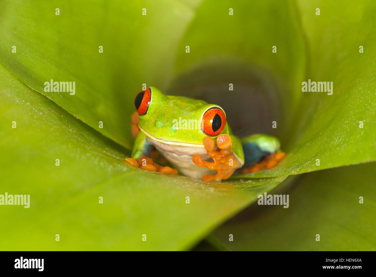 Red-eyed Tree Frog (Agalychnis callidryas) wandern aus bromelie im Norden Costa Ricas Stockfoto