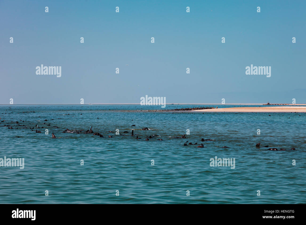 riesige Herde von Seebär schwimmen in der Nähe der Küste von Skeletten in den Atlantischen Ozean, Südafrika, Namibia. Stockfoto