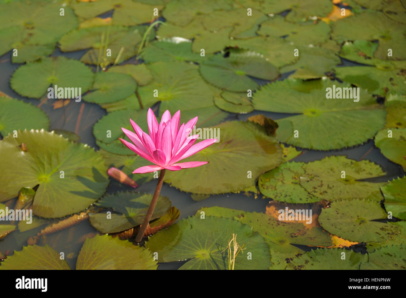 Eine Seerose, die nationale Blume von Bangladesch, Blüten in einem Teich 26. August 2014 während eines Trainings der bilateralen Austausch zwischen den USA und Bangladesch Armeen an der Bangladesh Institut Frieden Unterstützung Betrieb Ausbildung bei Rajendrapur Catonement Bereich der Ausbildung, in der Nähe von Dhaka, Bangladesh. Der US-Armee wurde in Bangladesch für Aurora Monsun, eine Exchange-Übung konzentriert sich auf den Aufbau von Beziehungen und Verbesserung der Fähigkeiten im Betrieb in einem Dschungel-Umgebung und Unbekanntes Terrain. (Foto: US-Armee Sgt. 1. Klasse Jeffrey Smith/freigegeben) %%% E2 %%% 80 %%% 98Aurora Monsun %%% E2 %%% Stockfoto