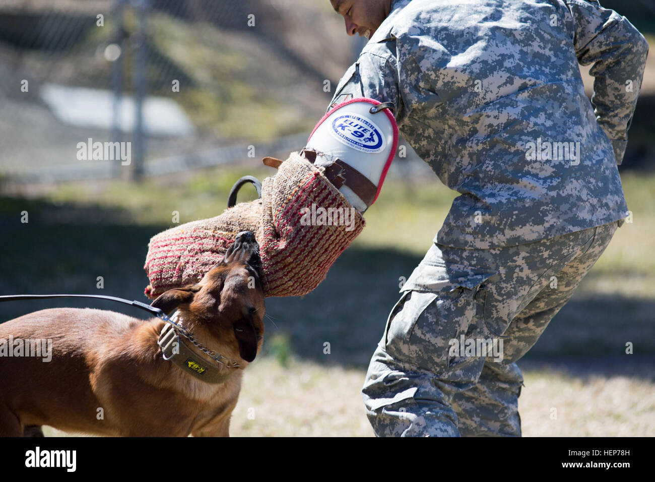 US Army Captain Donald A. Carter, Executive Officer von Joint Base Myer-Henderson Hall ist von militärischer Arbeitshund Rrogriguez, eine 2 Jahre alte Belgische Malinois mit der 3. US-Infanterie-Regiment von (The Old Guard) packte 947th Military Police Detachment, während einer Demonstration der Eckzahn Aggression an den Zwingern auf dem Fort Myer Teil des Joint Base Myer-Henderson Hall 18. März 2015. Carter war einer der mehrere Mitglieder der JBM-HH Befehl Team, die an der Schulung teilgenommen. Weitere Teilnehmer waren Marine Corps Oberstleutnant John Orille, stellvertretender Befehlshaber und Command Sergeant Major Randall Woods, die Prüfstellen Stockfoto