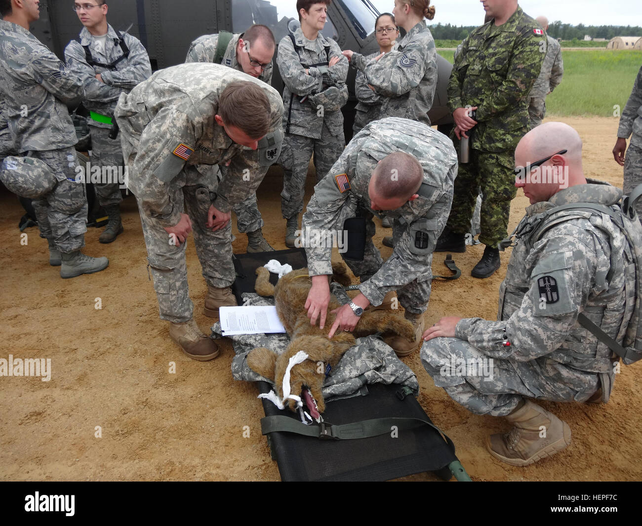 US Army Reserve Kapitän Robert Miller, mit der 994th Veterinary Ablösung aus Round Rock, Texas, zeigt Lebensrettungstechniken für verletzte Arbeitshunde auf Fort McCoy, Wisconsin, USA, Juni 17, während Global Medic. Globale Medic ist der führende medizinische Teil von der 78th Training Abteilung Combat Support Training ausüben (CSTX) 78-15-02, die größte Übung der US Army Reserve, mit mehr als 10.000 Service-Mitglieder ist. (Foto: US Army Sergeant Daniel Butcher, 343rd Public Affairs Abteilung/freigegeben) Fürsorge für unsere militärischen Arbeitshunde 061515-A-ZZ999-2381 Stockfoto