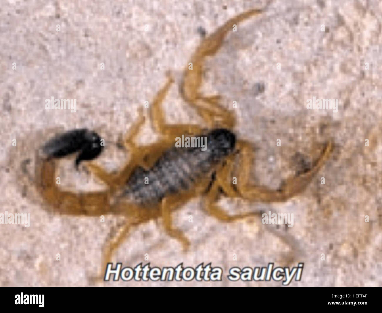 Hottentotta Hottentotta Stockfotos und bilder Kaufen Alamy