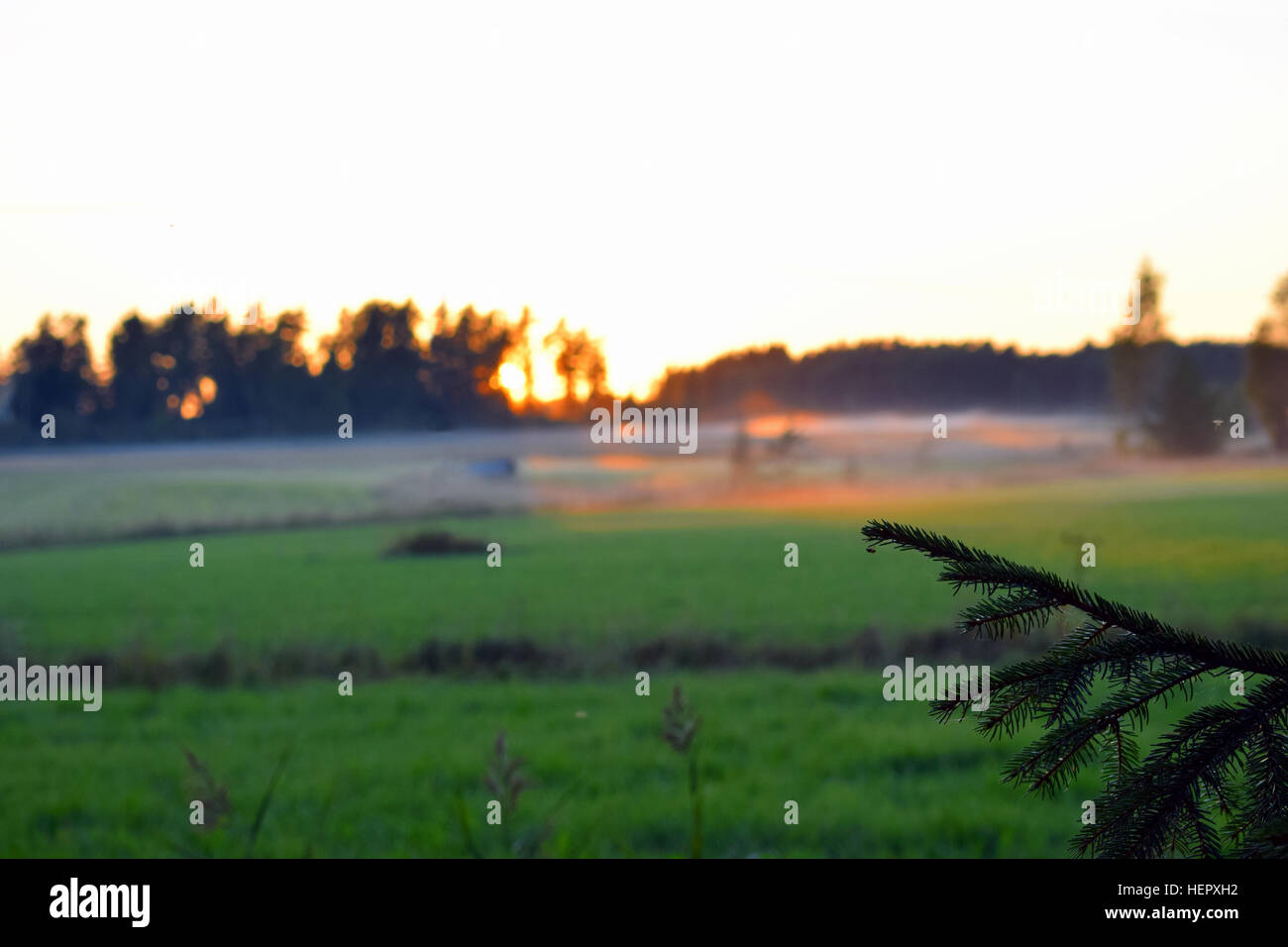 Malerische Aussicht, grünes Feld mit Nebel. Fokus auf Vordergrund Zweig der Fichte. Stockfoto