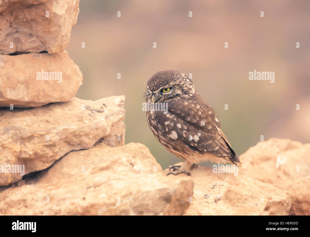Steinkauz (Athene Noctua) thront auf Trockenmauer, Marokko Stockfoto