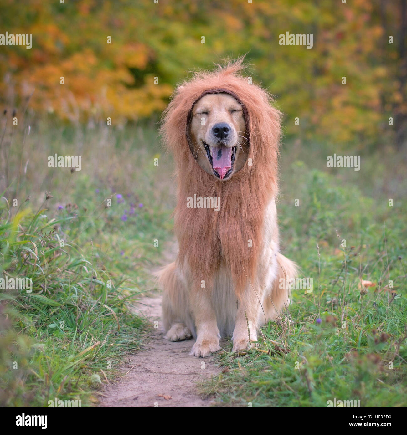 Porträt von einem golden Retriever Hund trägt eine Löwenmähne Stockfoto