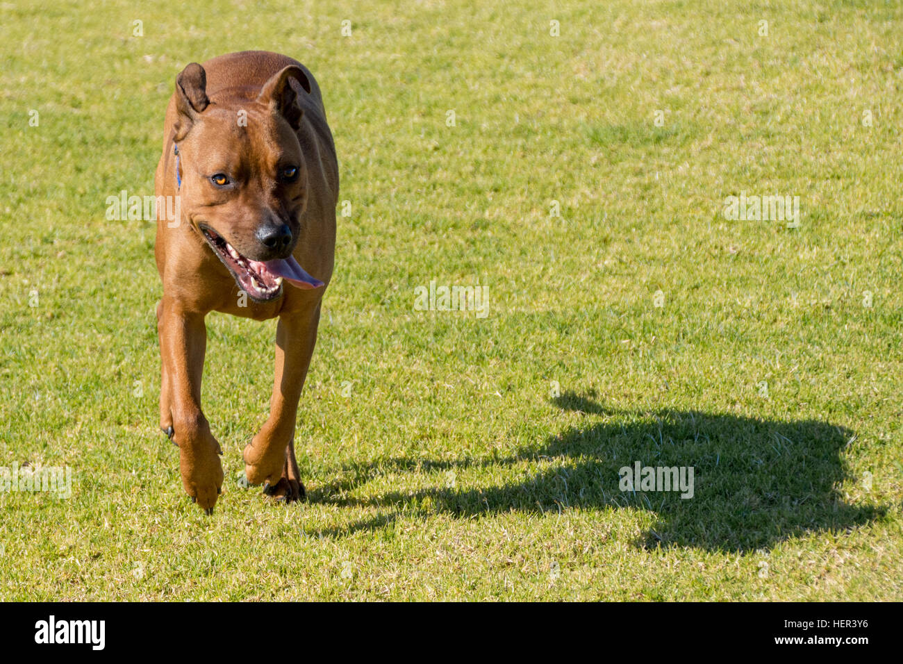 American Staffordshire Bull Terrier Hund läuft auf Kamera Stockfoto