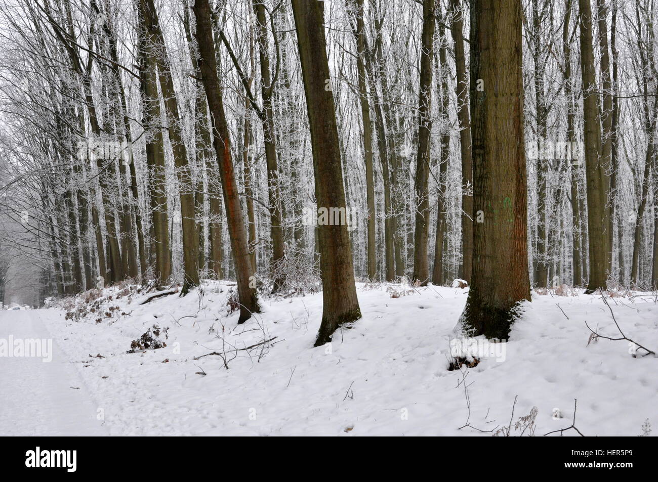 Wald mit Schnee in Belgien Stockfoto