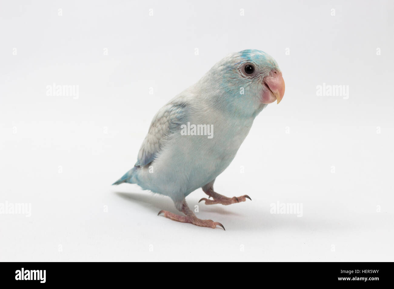 Pastel Blue Forpus Bird auf weißem Hintergrund Stockfoto