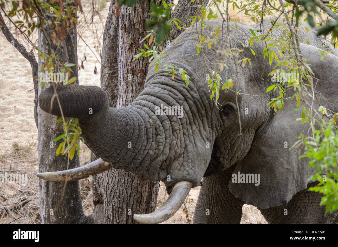 Ein männlicher afrikanischer Elefant (Loxodonta Africana) nutzt seinen Rüssel um zu ernähren sich von Blättern und Äste von einem Baum Südafrika, Afrika Stockfoto
