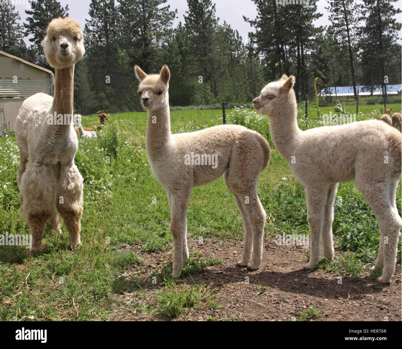 Drei Alpakababys Stockfotos Und bilder Kaufen Alamy