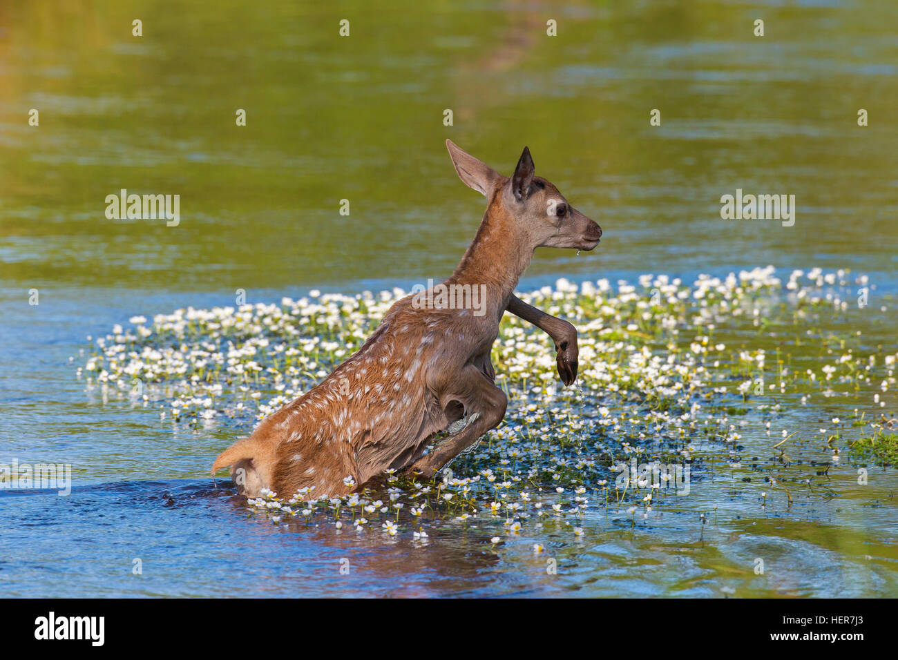 Rothirsch (Cervus Elaphus) Kalb Kreuzung Fluß im Sommer Stockfoto