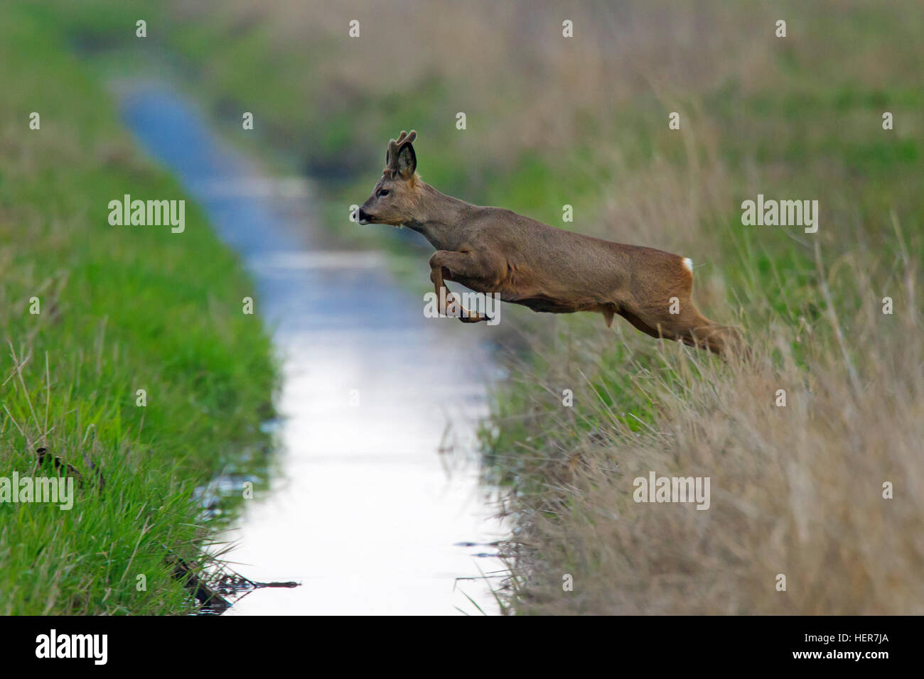 Europäische Rehe (Capreolus Capreolus) Bock mit Geweih samt springen bedeckt über Bach läuft durch Grünland im Frühjahr Stockfoto