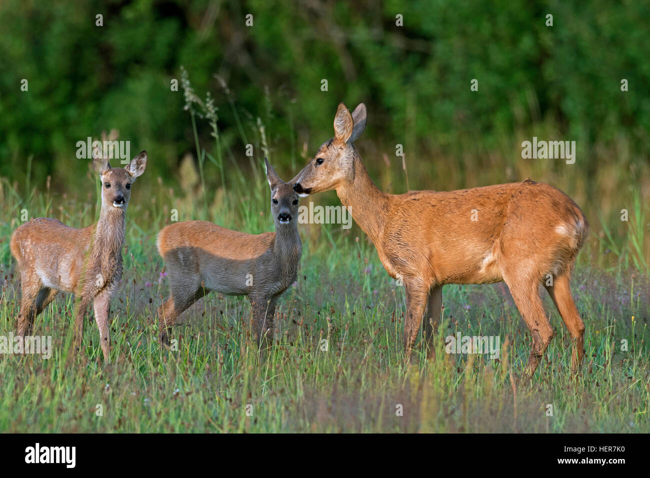 Europäische Rehe (Capreolus Capreolus) weiblich mit zwei Kitzen in Grünland am Waldrand im Sommer Stockfoto