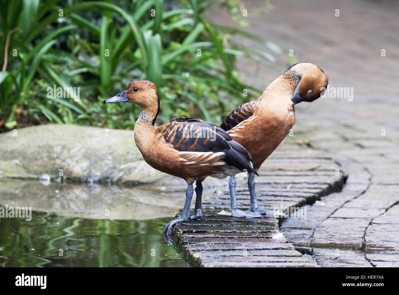 Ein paar Fulvous Pfeifen Enten, (Dendrocygna bicolor), Südafrika Stockfoto
