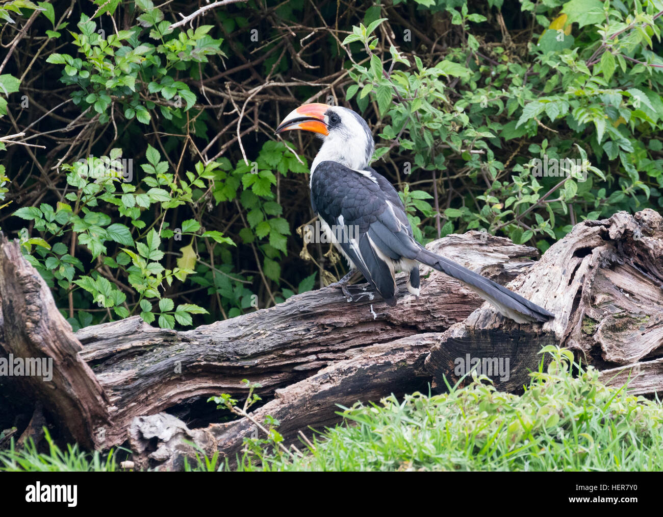 Von Der Decken Hornbill, (Tockus Deckeni), Afrika Stockfoto