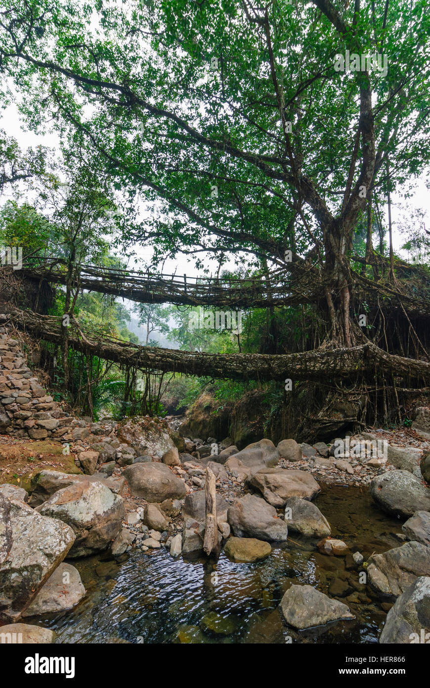 Cherrapunjee: Root-Brücke der Wurzeln der Gummibaum (Ficus Elastica) über einen Bach, Meghalaya, Indien Stockfoto
